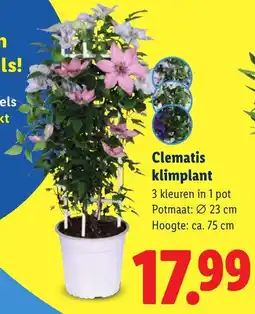 Lidl Clematis Klimplant aanbieding