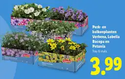 Lidl Perk en balkonplanten Verbena, Lobelia Bacopa en Petunia aanbieding
