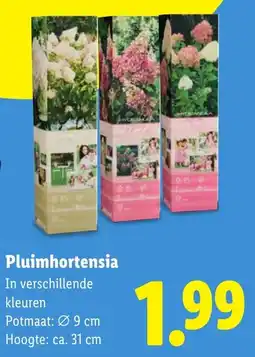 Lidl Pluimhortensia aanbieding