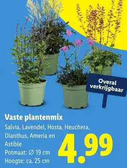 Lidl Vaste plantenmix aanbieding