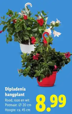 Lidl Dipladenia hangplant aanbieding