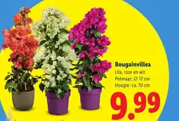 Lidl Bougainvillea aanbieding