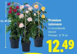 Lidl Premium tuinrozen aanbieding