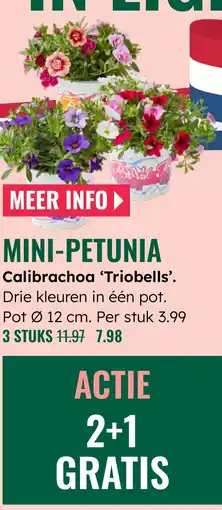 GroenRijk Calibrachoa ‘Triobells'. aanbieding
