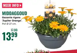 GroenRijk Middaggoud Gazania rigens 'Jupiter Orange aanbieding