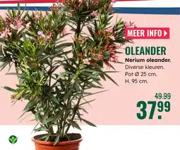 GroenRijk Oleander Nerium oleander aanbieding