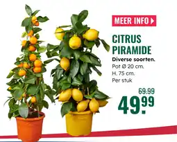 GroenRijk Citrus piramide aanbieding