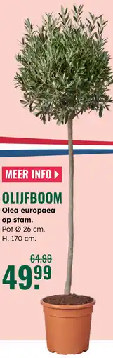 GroenRijk Olea europaea op stam. aanbieding
