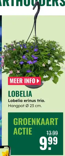 GroenRijk Lobelia erinus trio aanbieding