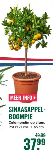 GroenRijk Sinaasappel- boompje Calamondin op stam. aanbieding