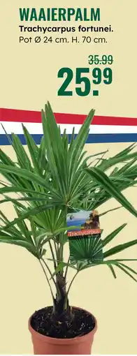 GroenRijk Waaierpalm Trachycarpus fortunei aanbieding