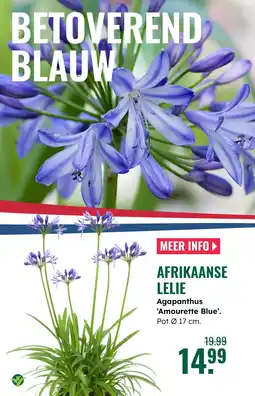 GroenRijk Afrikaanse lelie Agapanthus 'Amourette Blue' aanbieding