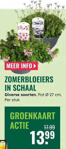 GroenRijk Zomerbloeiers in schaal Diverse soorten aanbieding