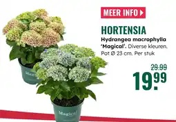 GroenRijk Hortensia Hydrangea macrophylla magical aanbieding
