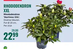 GroenRijk Rhododendron XXL Rhododendron Hortinno XXL aanbieding