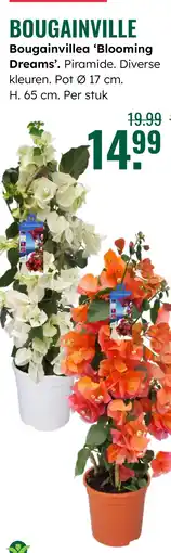 GroenRijk Bougainville Bougainvillea Blooming Dreams aanbieding