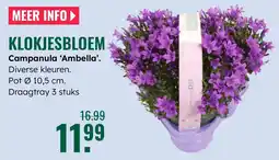 GroenRijk Klokjesbloem Campanula 'Ambella aanbieding