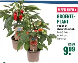 GroenRijk Groente- plant Peper of cherrytomaat aanbieding