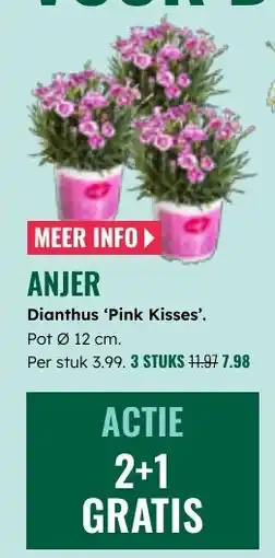 GroenRijk Anjer Dianthus Pink Kisses aanbieding