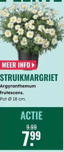 GroenRijk Struikmargriet Argyranthemum frutescens aanbieding