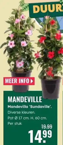 GroenRijk Mandevilla Mandevilla Sundaville aanbieding