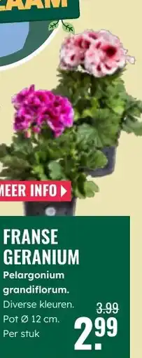 GroenRijk Franse geranium Pelargonium grandiflorum aanbieding