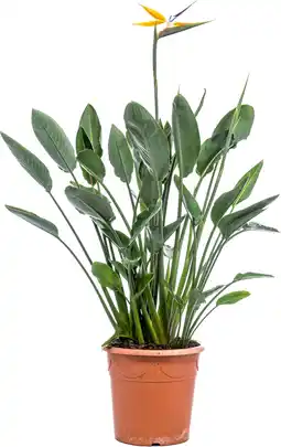 Intratuin Paradijsvogelbloem (Strelitzia reginae) D 30 H 62 cm aanbieding