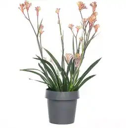 Intratuin Kangoeroepoot (Anigozanthos) rood D 12 H 40 cm aanbieding
