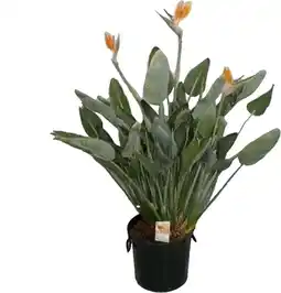 Intratuin Paradijsvogelbloem (Strelitzia reginae) D 40 H 170 cm aanbieding