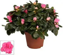 Intratuin Azalea (Rhododendron luxe 'Bont') D 12 H 25 cm aanbieding