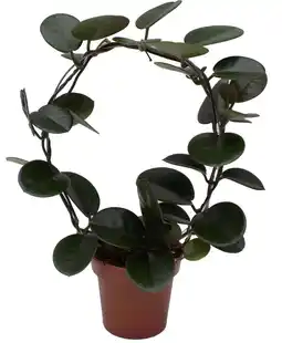 Intratuin Wasbloem (Hoya) D 12 H 45 cm aanbieding
