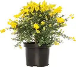 Intratuin Kamerbrem (Cytisus racemosus) D 13 H 25 cm aanbieding