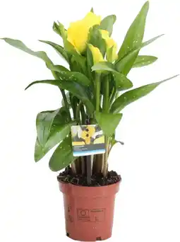 Intratuin Aronskelk (Zantedeschia 'Sunclub') D 11 H 28 cm aanbieding