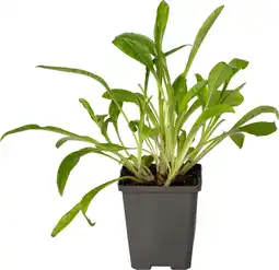 Intratuin Gentiaan Ereprijs (Veronica gentianoides) D 9 H 15 cm aanbieding