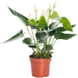 Intratuin Flamingoplant (Anthurium andreanum 'White') D 12 H 35 cm aanbieding