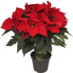 Intratuin Kerstster (Euphorbia pulcherrima) rood D 19 H 50 cm aanbieding