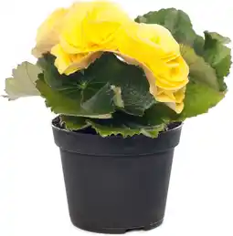 Intratuin Begonia (Begonia elatior 'Rebecca') D 14 H 30 cm aanbieding