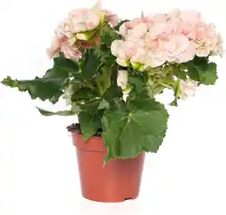 Intratuin Begonia (Begonia elatior 'Bodinia light') D 14 H 30 cm aanbieding