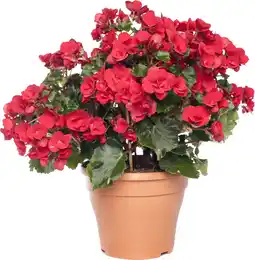 Intratuin Begonia (Begonia 'el Grace') D 14 H 35 cm aanbieding