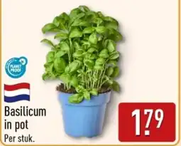 ALDI Basilicum in Pot aanbieding