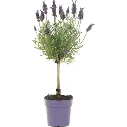 Albert Heijn AH Lavendel op stam aanbieding