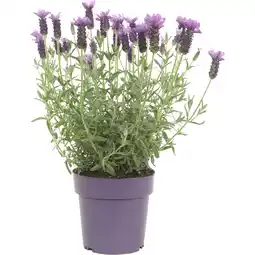 Albert Heijn AH Lavendel p15 aanbieding