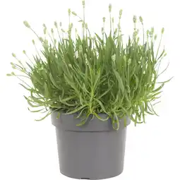 Albert Heijn AH Lavendel wit p19 aanbieding