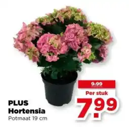 PLUS Plus hortensia aanbieding