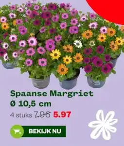 Welkoop Spaanse Margriet aanbieding
