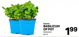 Ekoplaza Especia basilicum op pot aanbieding