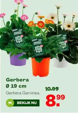 Welkoop Gerbera aanbieding