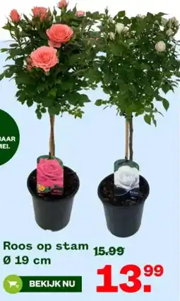Welkoop Roos op stam aanbieding