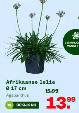 Welkoop Afrikaanse lelie aanbieding