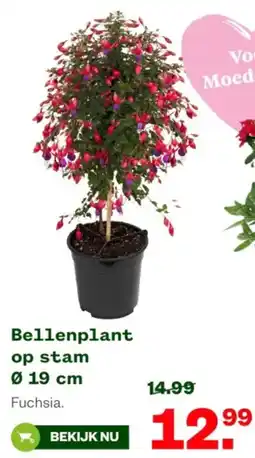 Welkoop Bellenplant op stam aanbieding